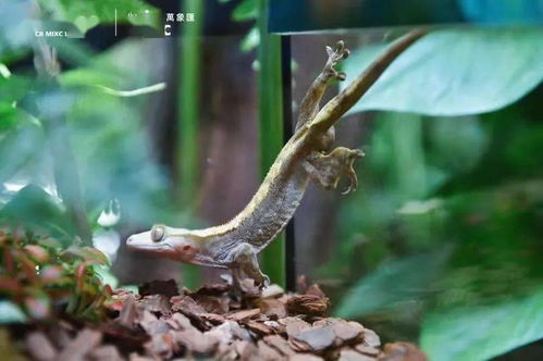 寧波市中心空降熱帶雨林 5000份水母、6000株植物與遠古生物共舞